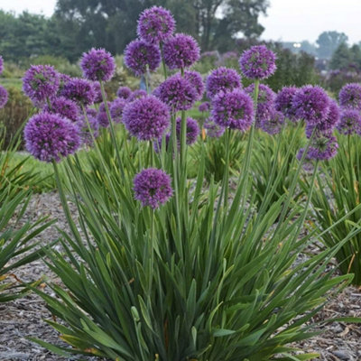 Primrose Lavender Allium Bubbles Allium Pot Perennial Plant 9Cm