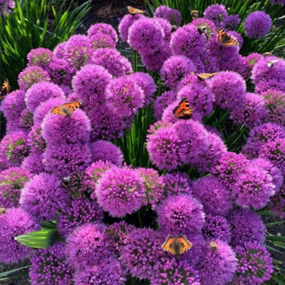 Primrose Allium Millennium Allium 9Cm Pot Perennial Plant from B&Q
