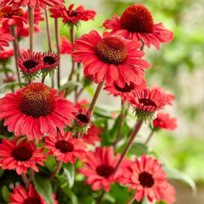 Primrose Echinacea Sunseekers Red Coneflower 9Cm Pot Perennial Plant from B&Q
