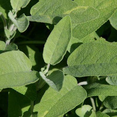 Primrose Set Of 3 Common Sage Herb Plant Salvia Officinalis 9Cm Pot from B&Q
