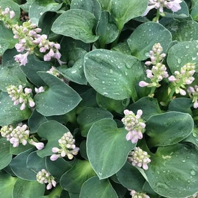 Plant Theory Blue Mouse Ears Plantain Lily Perennials Flowering Plants Hosta 2L Pot from B&Q