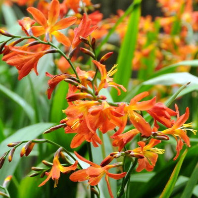 Plant Theory Carmin Brilliant Montbretia Perennials Flowering Plants Crocosmia 2L Pot from B&Q