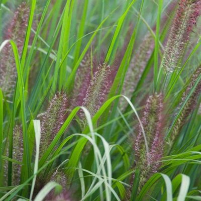 Plant Theory Red Head Chinese Fountain Grass Pennisetum Alopecuroides Ornamental Plant 2L from B&Q