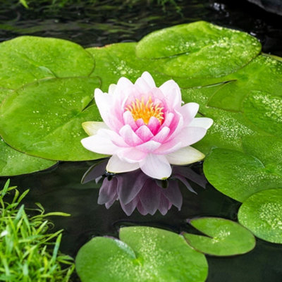 Primrose Nymphaea Madame Wilfon Gonnère Water Lily 2 Litre Aquatic Pot Pond Plant from B&Q