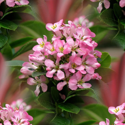 Plant Theory Elle Escallonia Shrub Plant Escallonia Laevis 7.5L Pot 40Cm - 60Cm Pink