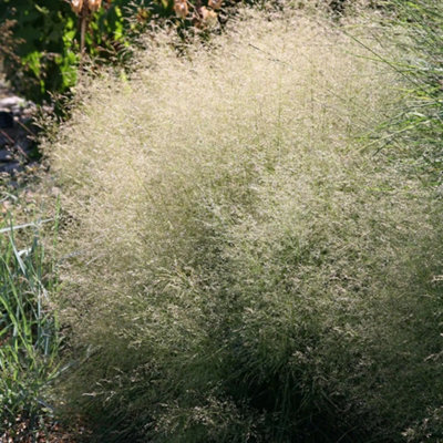 Primrose Deschampsia Cespitosa Goldtau Tufted Hair Grass 9Cm Pot Grass Plant from B&Q