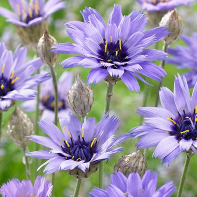 Primrose Catananche Caerulea Cupids Dart 9Cm Pot Perennial Plant from B&Q