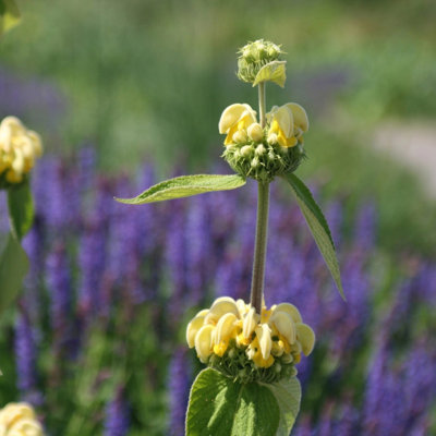 Primrose Phlomis Russeliana 9Cm Pot Perennial Plant from B&Q