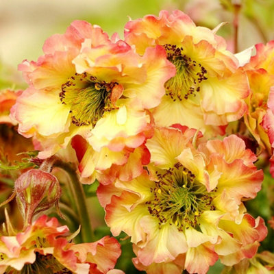Primrose Geum Pretticoats Peach Avens 9Cm Pot Perennial Plant from B&Q