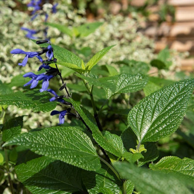 Primrose Salvia Guaranitica Black And Blue Sage 9Cm Pot Perennial Plant from B&Q