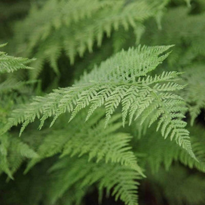Plant Theory Lady Fern Athyrium Filix-Femina Hardy Outdoor Ferns Jungle Plant 2L Pot from B&Q