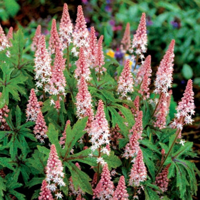 Primrose Tiarella Pink Skyrocket Foam Flower 9Cm Pot Perennial Plant from B&Q