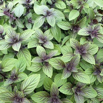 Primrose Basil Herb Plant Ocimum Basilicum Magic Mountain 9Cm Pot from B&Q