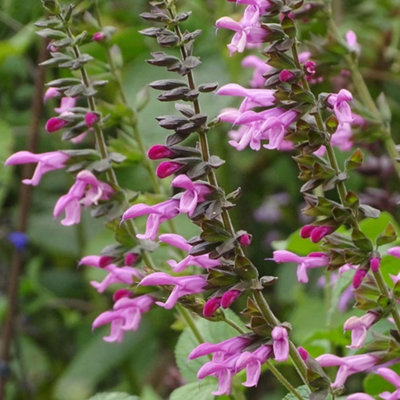 Primrose Salvia Pink Amistad Sage 9Cm Pot Perennial Plant from B&Q