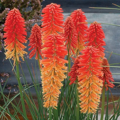 Primrose Kniphofia Poco Sunset Red Hot Poker 9Cm Pot Perennial Plant from B&Q