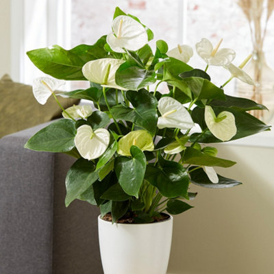 Primrose Anthurium White Champion Flamingo Flower 14Cm Pot 50Cm Tall Flowering House Plants from B&Q
