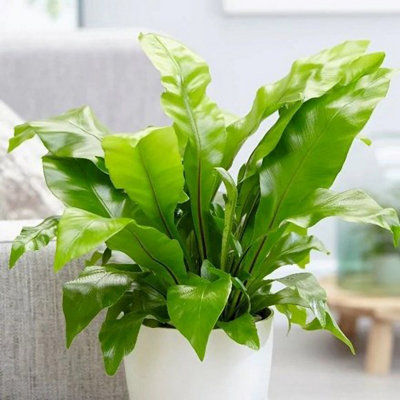 Plant Theory Asplenium Nidus Birds Nest Fern Houseplant 20Cm Indoor Plant 12Cm Pot from B&Q