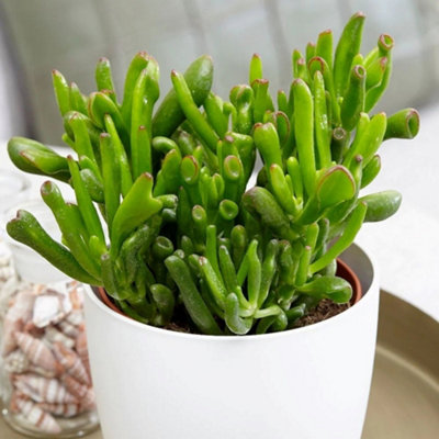 Primrose Crassula Ovata Hobbit Friendship Tree Or Money Tree 12Cm Pot 18Cm Tall Foliage House Plants from B&Q