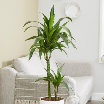 Primrose Dracaena Fragrans Janet Craig Dragon Tree 19Cm Pot 90Cm Tall 2 Stems House Plant from B&Q