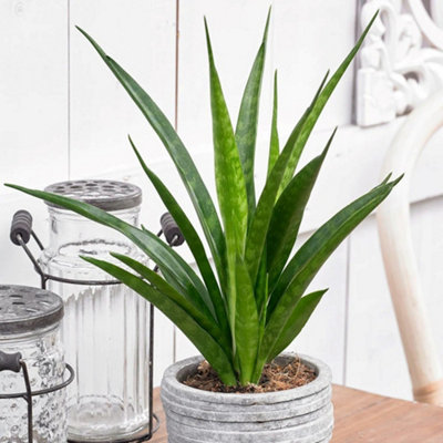 Primrose Sansevieria Kirkii Friends Mother-In-Laws Tongue 12Cm Pot 37Cm Tall Foliage House Plants from B&Q