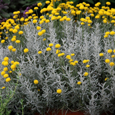 B&Q -  Santolina Chamaecyparissus Cotton Lavender 9Cm Pot Shrub Plant