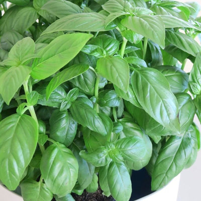 Primrose Set Of 3 Basil Herb Plant Ocimum Basilicum D Fenceil 9Cm Pot from B&Q