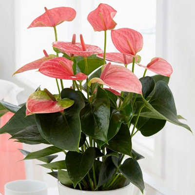 Primrose Anthurium Pink Champion Flamingo Flower 14Cm Pot 50Cm Tall Flowering House Plants from B&Q
