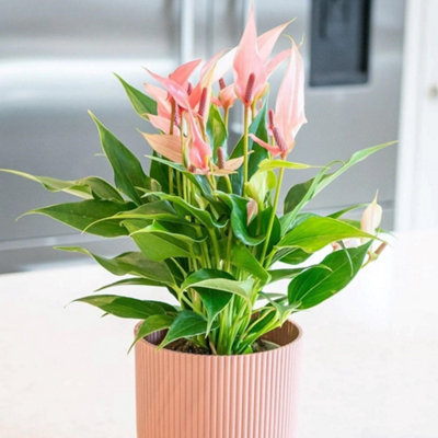 Primrose Anthurium Champion Lilli Flamingo Flower 12Cm Pot 35Cm Tall Flowering House Plants from B&Q