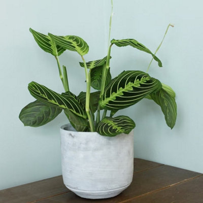 Primrose Maranta Leuconeura Erythroneura Lemon Lime Prayer Plant 12Cm Pot 20Cm Tall Foliage House Plants from B&Q