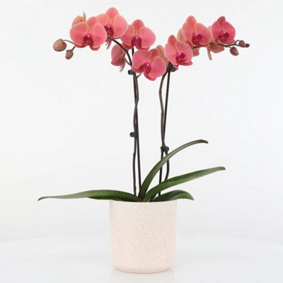 Primrose Phalaenopsis Asian Coral Moth Orchid 12Cm Pot 65Cm Tall Indoor Orchids from B&Q