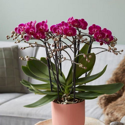 Primrose Phalaenopsis Bellissimo Amore Moth Orchid 15Cm Pot 50Cm Tall Indoor Orchids from B&Q