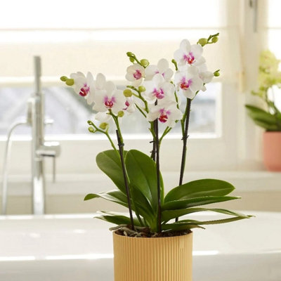Primrose 40Cm Phalaenopsis Boquetto Passione Moth Orchid Plant Houseplant 12Cm Pot from B&Q