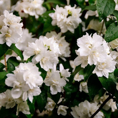 Plant Theory Minnesota Snowflake Mock Orange Shrub Plant Philadelphus 7.5L Pot from B&Q