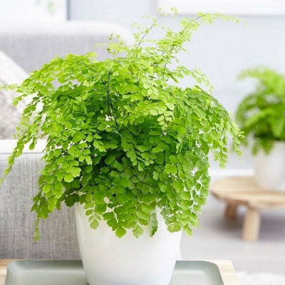 Primrose Adiantum Raddianum Fragrantissimum Maidenhair Fern Fragrans 13Cm Pot 30Cm Tall Foliage House Plants from B&Q