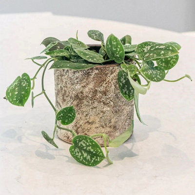 Primrose Scindapsus Pictus Argyraeus Satin Pothos 12Cm Pot 15Cm Tall Foliage House Plants from B&Q