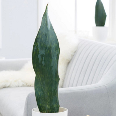 Primrose Sansevieria Masoniana Victoria Mother-In-Laws Tongue 12Cm Pot 25Cm Tall Foliage House Plants from B&Q