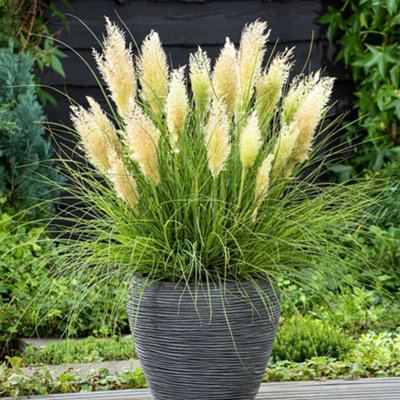 Plant Theory Tiny Pampa Pampas Grass Cortaderia Selloana Outdoor Ornamental Plant 2L Pot from B&Q