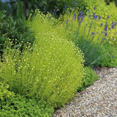 B&Q -  Santolina Rosmarinifolia Lemon Fizz Cotton Lavender 9Cm Pot Shrub Plant