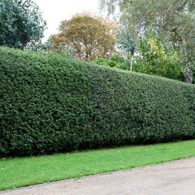 Plant Theory English Holly Ilex Aquifolium Hedging Plant 9Cm Pot from B&Q