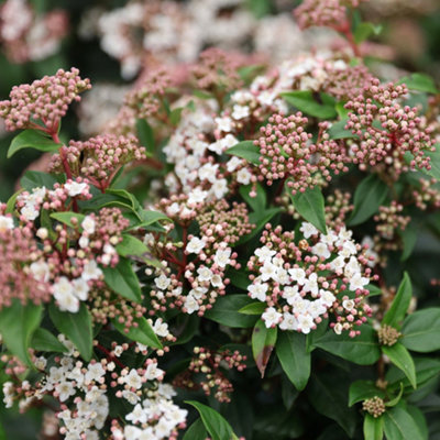 B&Q -  Viburnum Tinus Laurustinus 9Cm Pot Shrub Plant