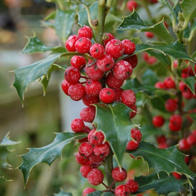Plant Theory Alaska English Holly Outdoor Shrub Plant Ilex Aquifolium 3L Pot from B&Q