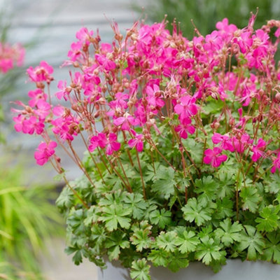 Primrose Geranium X Cantabrigiense Intense Cranesbill 9Cm Pot Perennial Plant from B&Q