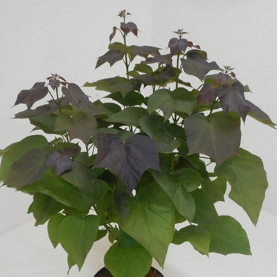Plant Theory Purple Leaved Indian Bean Tree Catalpa X Erubescens Outdoor 12L Pot 1M1.5M from B&Q