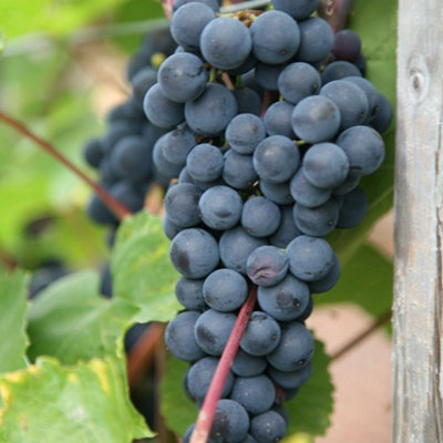 Plant Theory Black Grape Boskoop Glory Seedless Fruit Bush Vitis Vinifera Vine Plant 2L Pot from B&Q