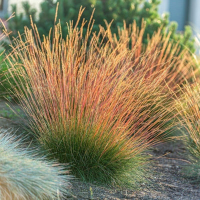 Primrose Festuca Glauca Sunrise Fescue 9Cm Pot Grass Plant from B&Q
