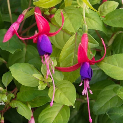Primrose Fuchsia Genii Fuchsia 9Cm Pot Bedding Plants from B&Q