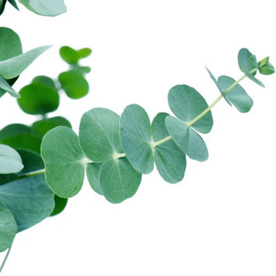 Primrose Eucalyptus Pulverulenta Baby Blue Silver-Leaved Mountain Gum 1.5 Litre Pot Shrub Plant from B&Q