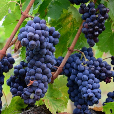 Plant Theory Black Grape Muscat Bleu Fruit Bush Vitis Vinifera Shrub Vine Plant 2L Pot 60Cm from B&Q