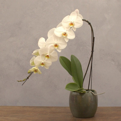 Plant Theory Moth Orchid White Niagra Falls Phalaenopsis Indoor Plant 12Cm Pot 60Cm Tall from B&Q