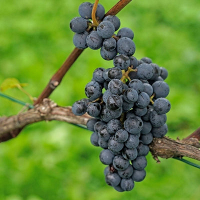 Plant Theory Black Grape Pinot Noir Grape Vine Red Wine Vine Vitis Vinifera Plant 3L Pot 60Cm from B&Q